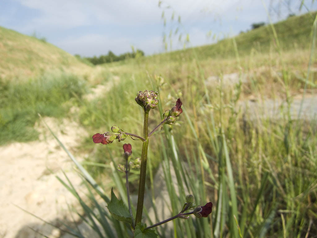 Scrophularia auriculata / Scrofularia acquatica